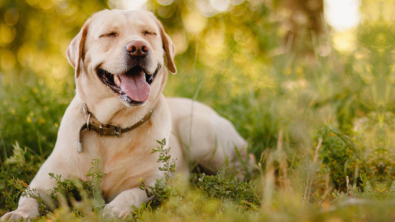 Canine Care Essentials