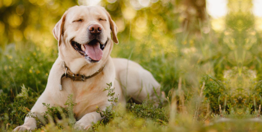 Canine Care Essentials